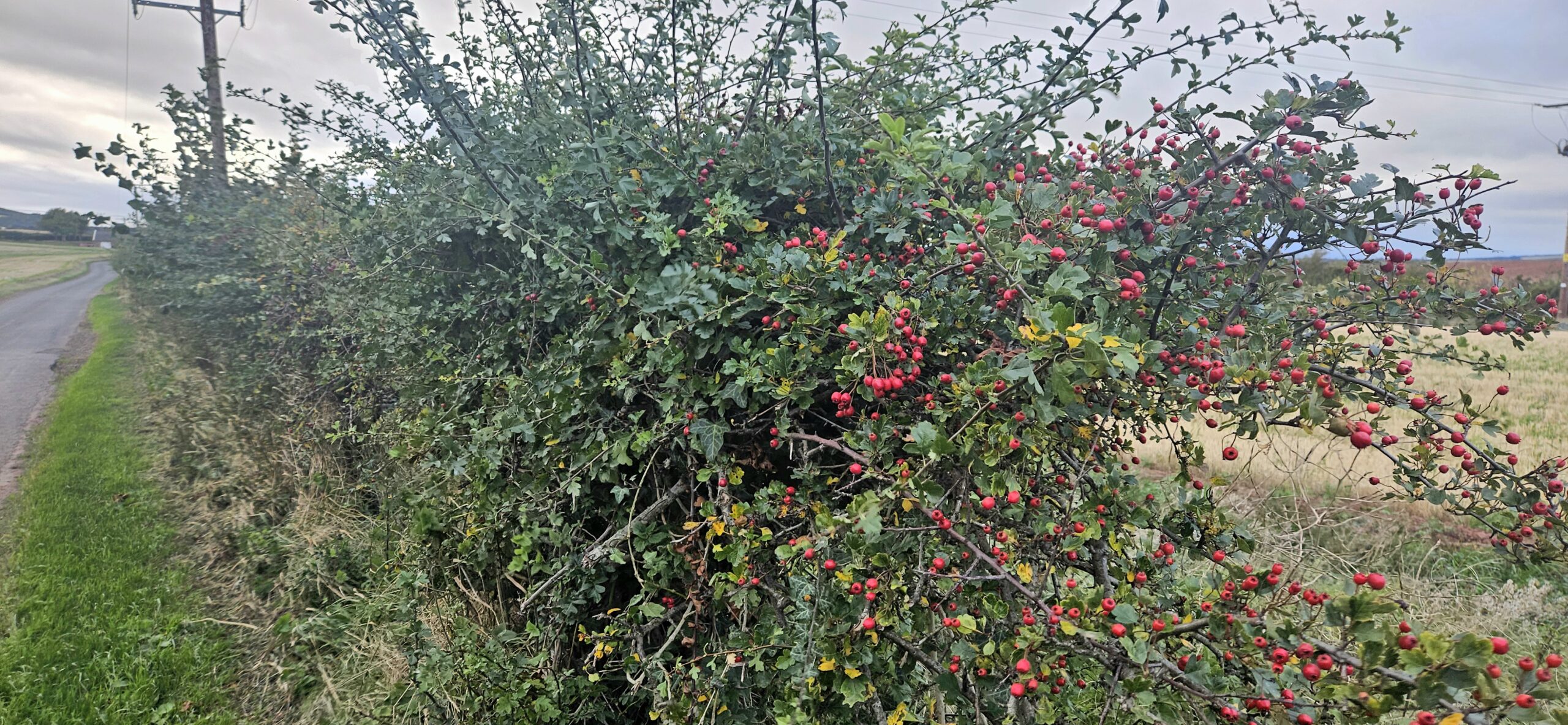 Hedgerows Update